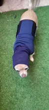 Perro con arnés PaziCan