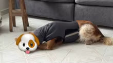 Perro con arnés PaziCan